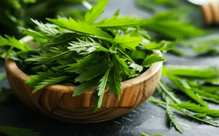 未注册地理标志“蕲艾”获保护 一审判决书